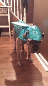 Ace's 2nd Halloween. He loves his costume, really he does!